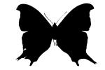 Butterfly silhouette, Wings, logo, shape, OECV02P09_07M