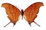 Butterfly, Wings, OECV02P09_10