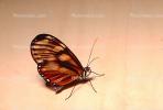 Butterfly, OECV02P11_05.3333