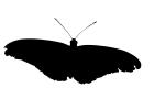 Butterfly silhouette, Wings, logo, shape, OECV02P11_07M