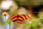Butterfly, OECV02P11_12.3333