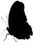 Butterfly silhouette, Wings, logo, shape, OECV02P11_13M