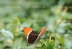 Butterfly, OECV02P11_15.3333
