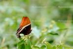Butterfly, OECV02P11_16.3333