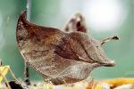 Camouflage, mimic, leaf, butterfly, Biomimicry, OECV02P12_03