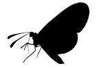 Butterfly silhouette, Wings, logo, shape, OECV02P12_04M