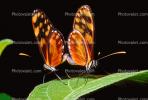 Butterfly, OECV02P12_06.3333