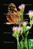 Butterfly, OECV02P12_07.3333