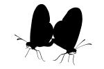 Butterfly silhouette, Wings, logo, shape, OECV02P12_12M