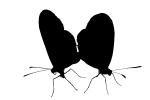 Butterfly silhouette, Wings, logo, shape, OECV02P12_15M