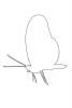 Butterfly outline, line drawing, shape, OECV02P14_03O