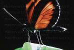 Butterfly, OECV02P14_04B