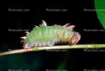 Caterpillar, OECV02P14_08.3333