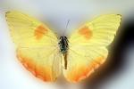 Butterfly, OECV02P14_09