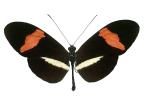 Butterfly, photo-object, object, cut-out, cutout, OECV02P14_11F