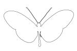Butterfly outline, line drawing, shape, OECV02P14_11O