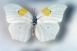 Butterfly, OECV02P14_12