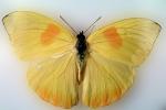 Butterfly, OECV02P14_14