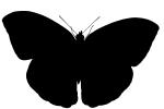 Butterfly silhouette, logo, shape, OECV02P14_14M