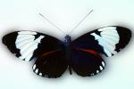 Butterfly, OECV02P14_15