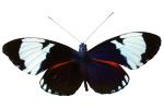 Butterfly, photo-object, object, cut-out, cutout, OECV02P14_15F