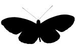 Butterfly silhouette, logo, shape, OECV02P14_15M