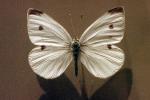 Butterfly, OECV02P15_14