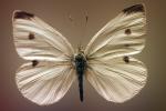 Butterfly, OECV02P15_16