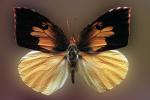 Butterfly, OECV02P15_18