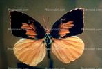 Butterfly, OECV02P15_19.0357