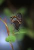 Butterfly, Wings, Spicebush Swallowtail Butterfly, (Papilio troilus), Linnaeus, Insecta, Lepidoptera, Papilionidae