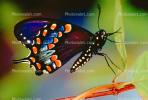 Spicebush Swallowtail Butterfly, (Papilio troilus), Linnaeus, Insecta, Lepidoptera, Papilionidae, OECV03P01_05B.3333
