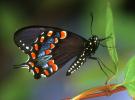 Spicebush Swallowtail Butterfly, (Papilio troilus), Linnaeus, Papilionidae, OECV03P01_05B