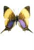 Brushfooted Butterfly, Peru, photo-object, object, cut-out, cutout, OECV03P01_08F