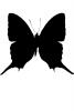 Brushfooted Butterfly, Peru, logo