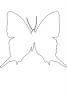 Brushfooted Butterfly outline, Peru, line drawing, shape, OECV03P01_08O