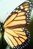 Butterfly Wing, OECV03P01_09