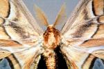 Atlas Moth, (Attacus atlas), OECV03P01_12