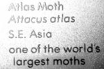 Attacus atlas, this is one of the world's largest moths