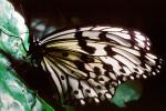 Butterfly, OECV03P01_15