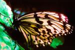 Butterfly, OECV03P01_15B