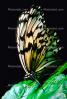 Butterfly, OECV03P01_16.0357
