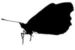 Butterfly silhouette, logo, shape, OECV03P02_03M