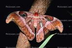 Atlas Moth, OECV03P02_04.0357