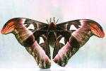 Atlas Moth, OECV03P02_06