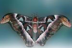 Atlas Moth, OECV03P02_07