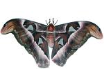 Atlas Moth photo-object, object, cut-out, cutout, OECV03P02_07F
