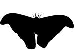 Atlas Moth silhouette, logo, shape, OECV03P02_07M