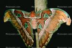 Moth, OECV03P02_13.0357