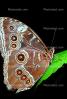 Butterfly, OECV03P03_06.0357